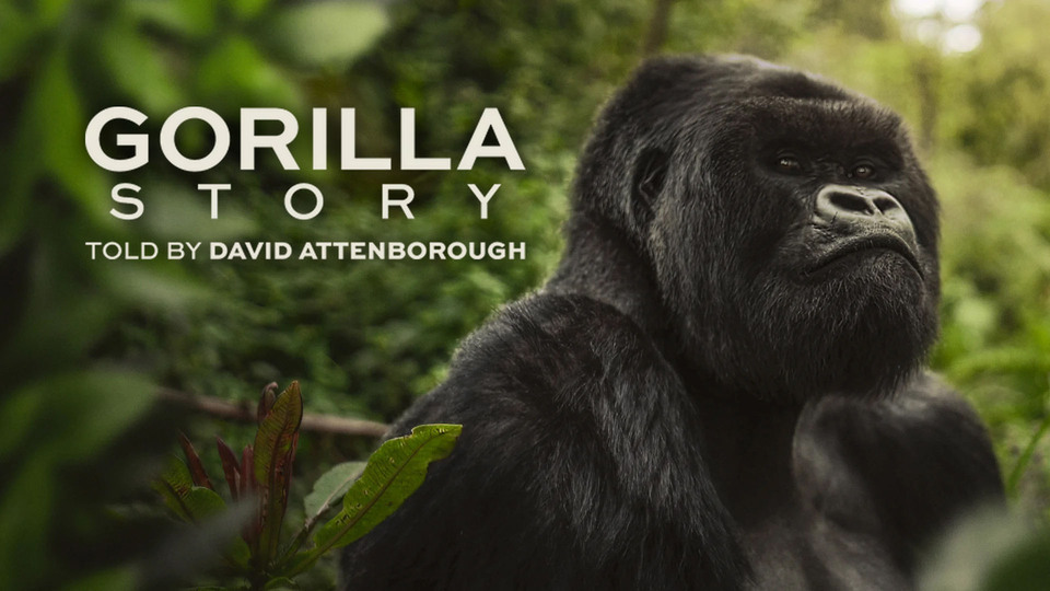 A Gorilla Story