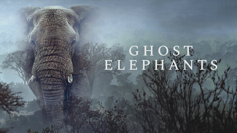 Ghost Elephants