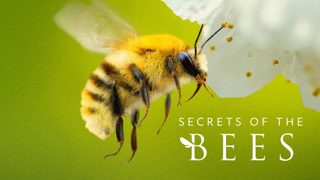 Secrets of the Bees key art