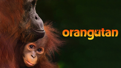 Orangutan