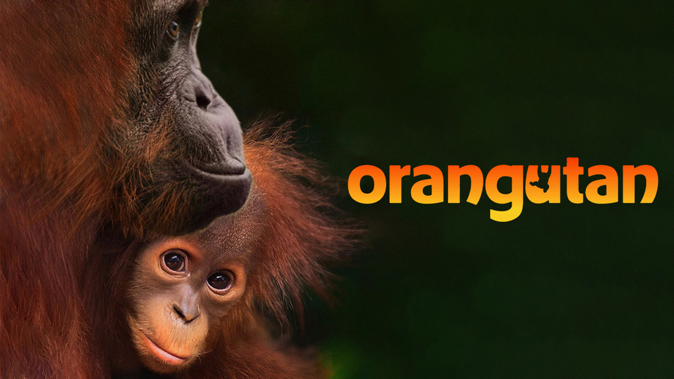 Orangutan