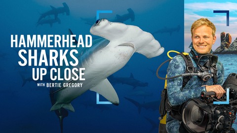 Hammerhead Sharks Up Close with Bertie Gregory