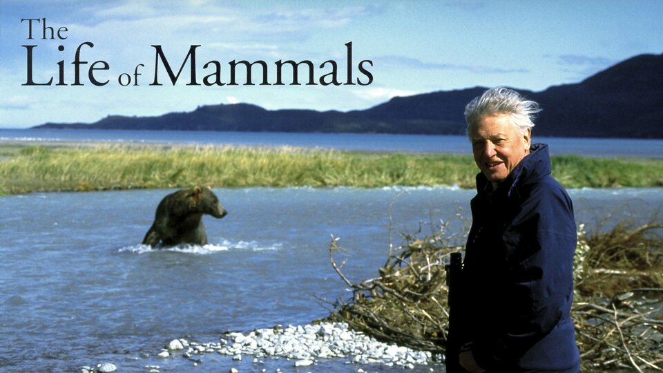 The Life of Mammals - 