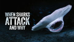 When Sharks Attack... And Why - Nat Geo
